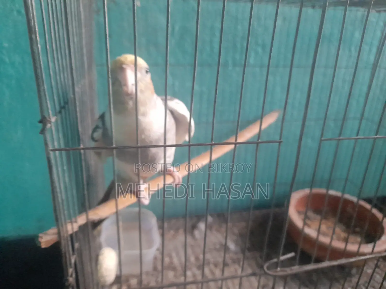 এডাল্ট ককটেল মেল