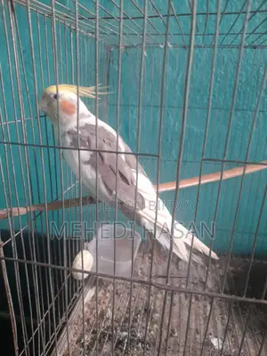 এডাল্ট ককটেল মেল