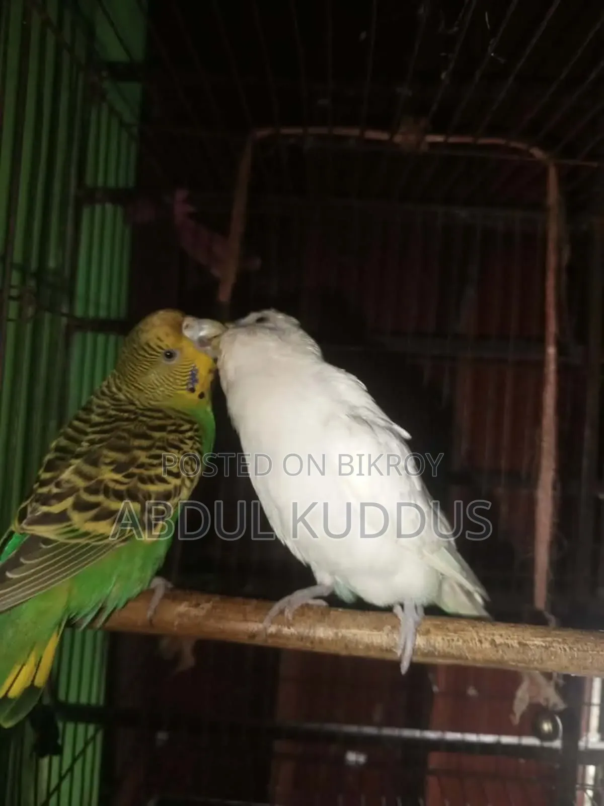 রানিং বাঝরিগার পাখি