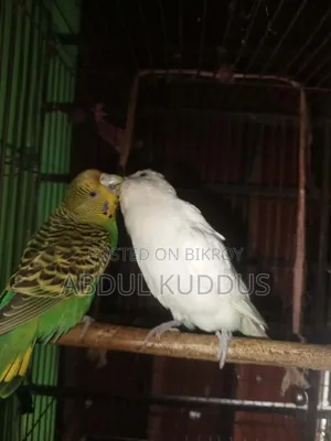 রানিং বাঝরিগার পাখি