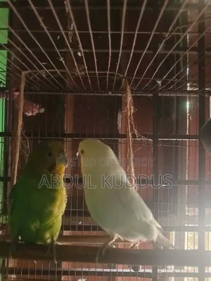 রানিং বাঝরিগার পাখি
