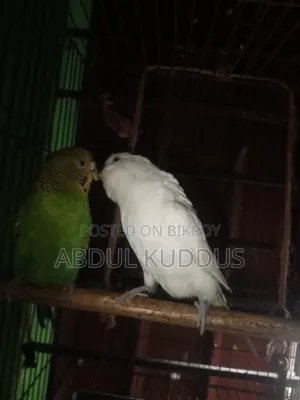 রানিং বাঝরিগার পাখি