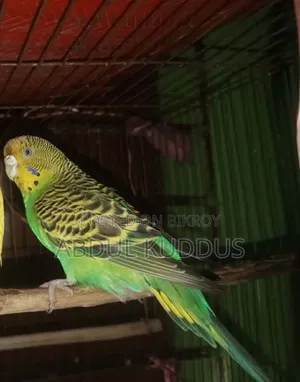 রানিং বাঝরিগার পাখি