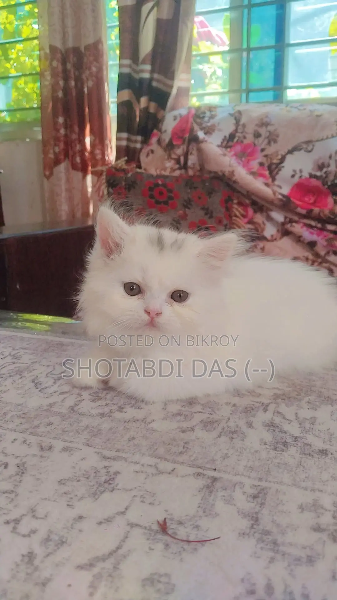 1-3 Months Female Purebred Persian