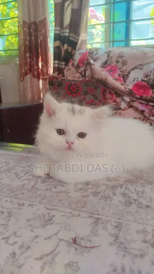 1-3 Months Female Purebred Persian