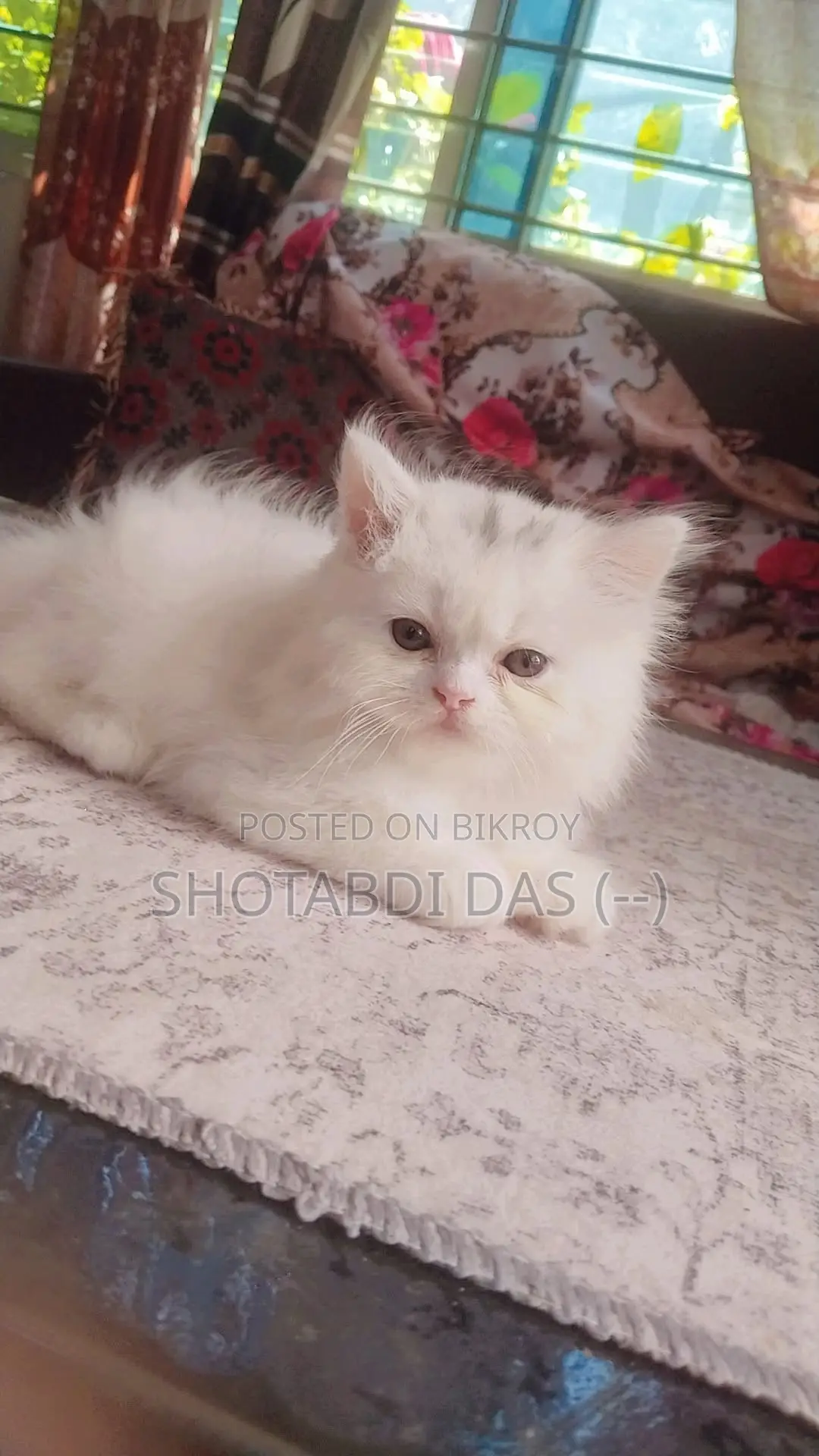 1-3 Months Female Purebred Persian