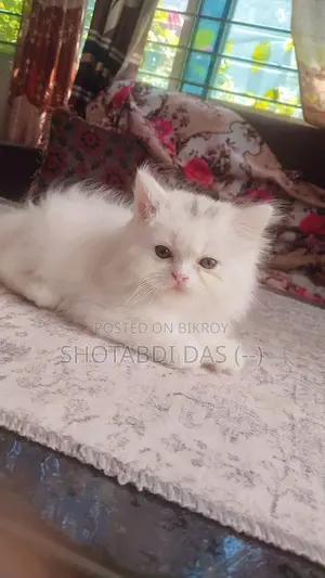 1-3 Months Female Purebred Persian