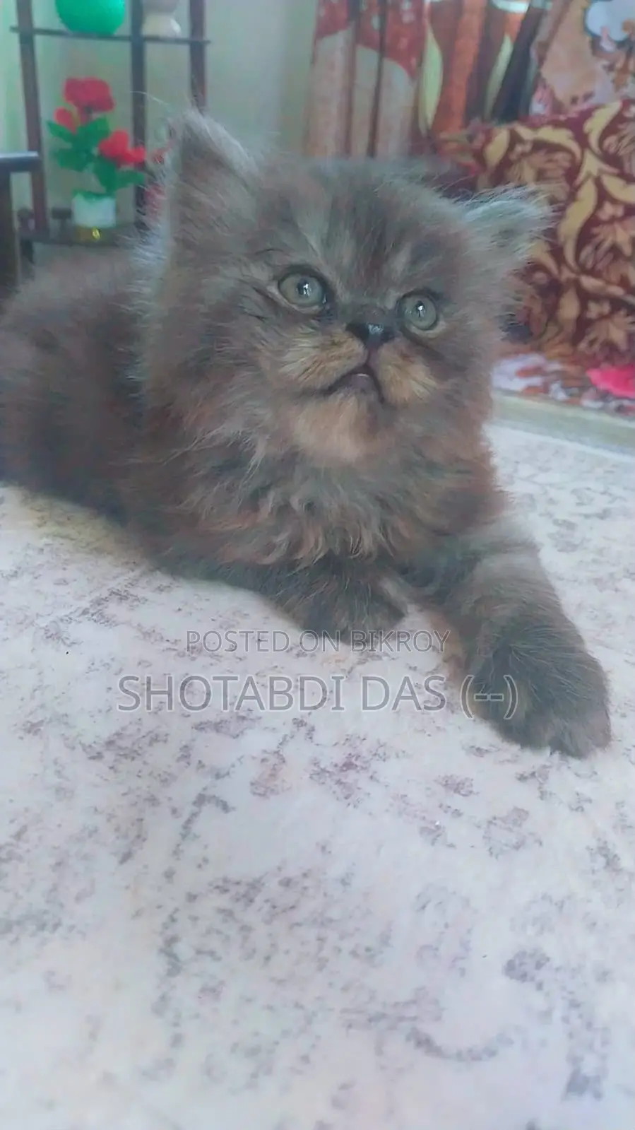 1-3 Months Female Purebred Persian