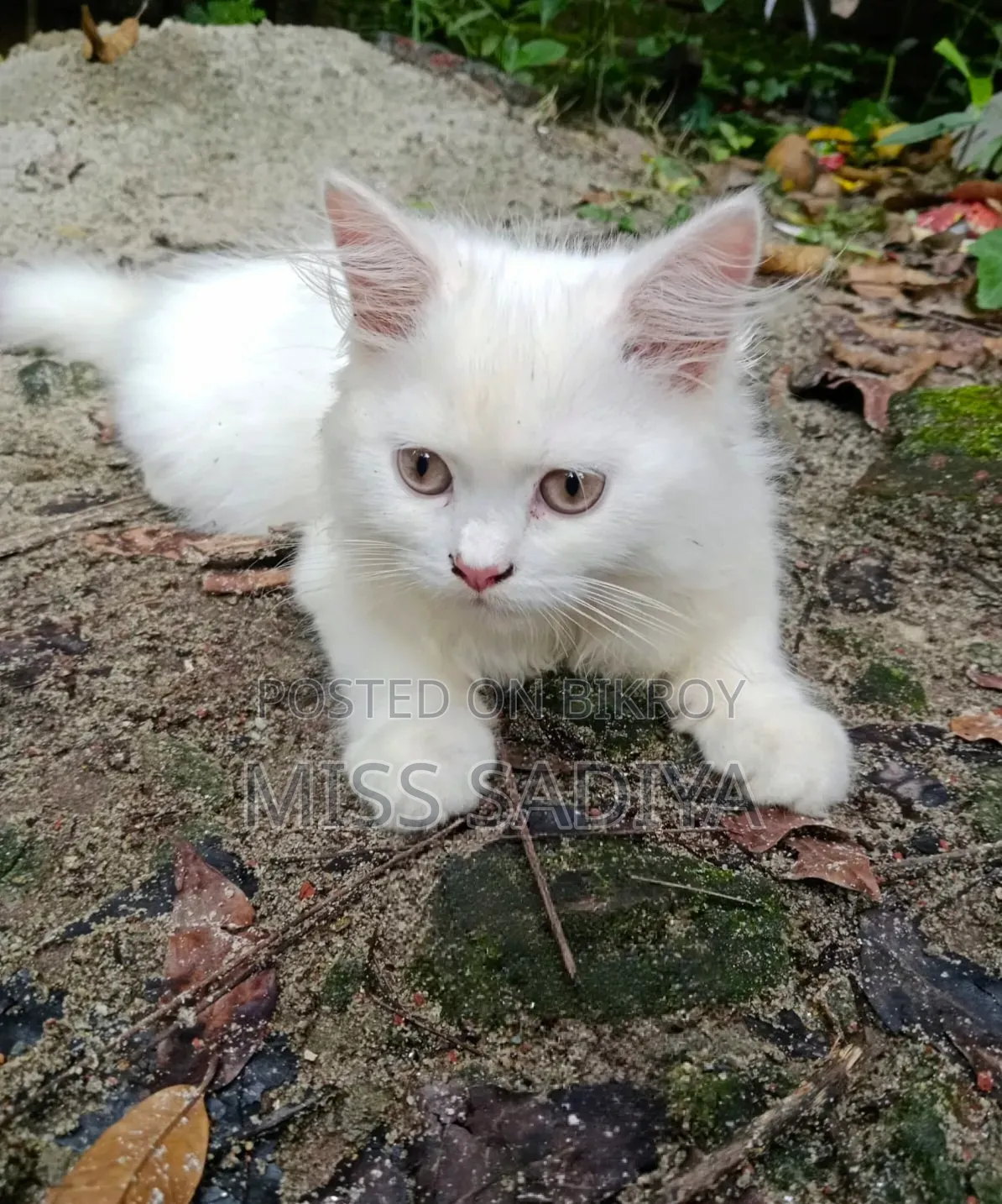 1-3 Months Female Purebred Persian Cat