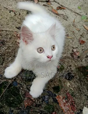 1-3 Months Female Purebred Persian Cat