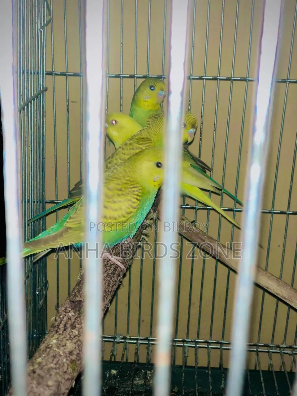 Budgerigar 10 pieces