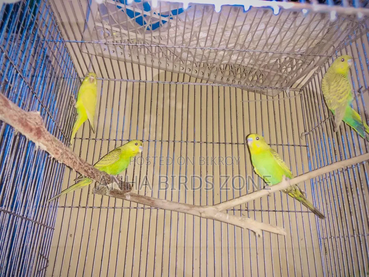 Budgerigar 10 pieces