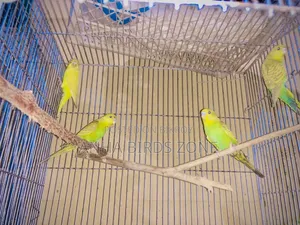 Budgerigar 10 pieces