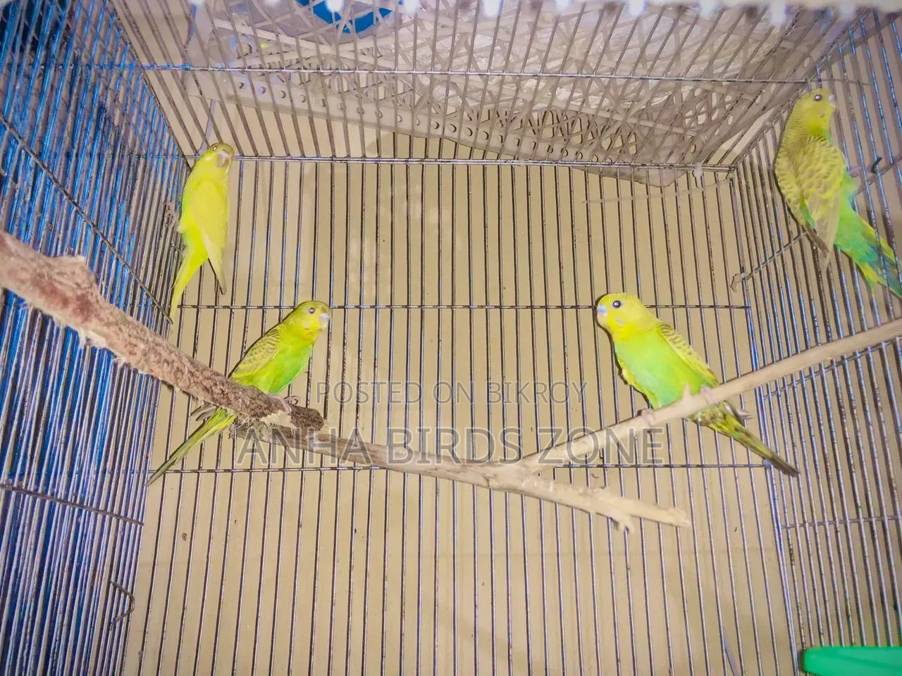 Budgerigar 10 pieces