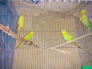 Budgerigar 10 pieces