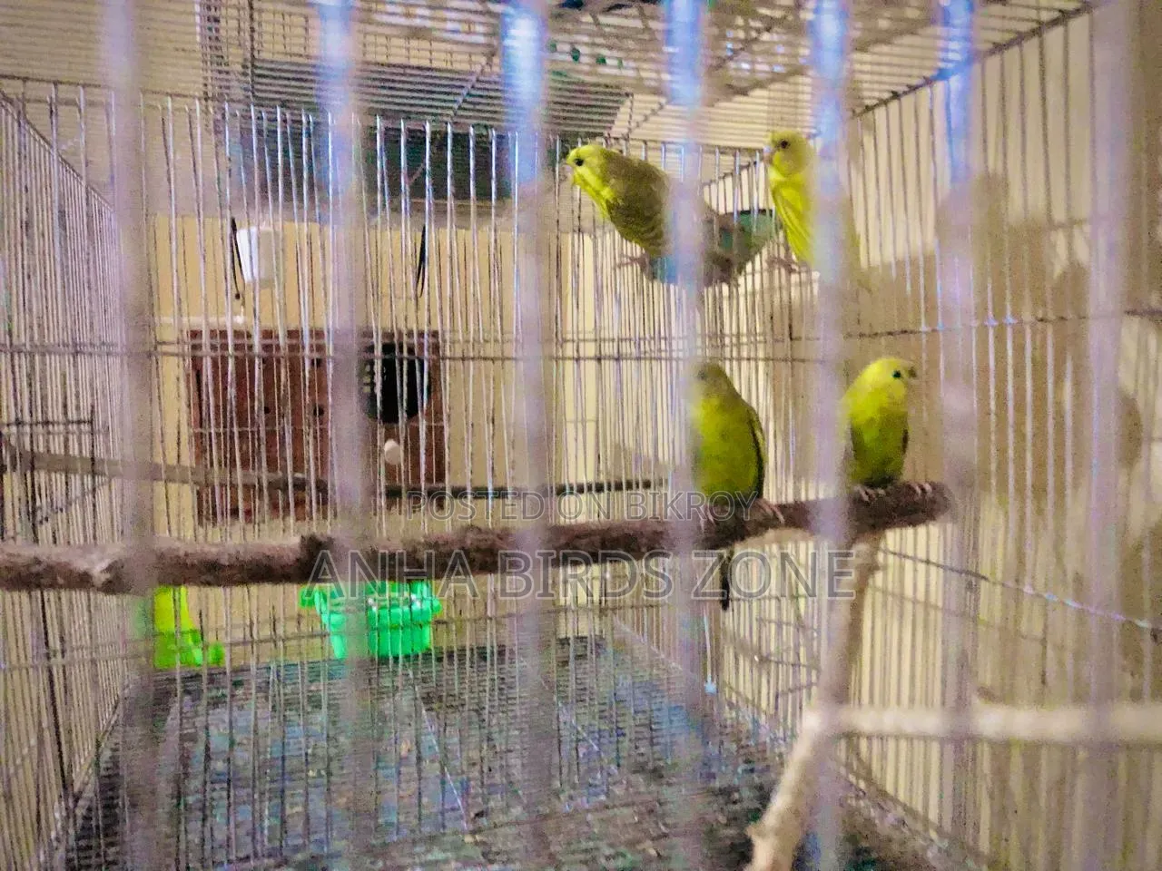 Budgerigar 10 pieces