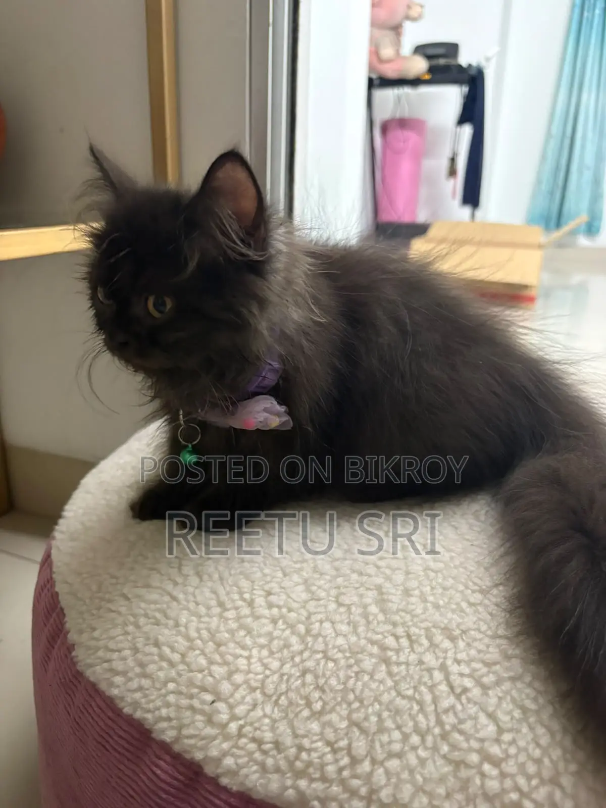 1-3 Months Male Purebred Persian