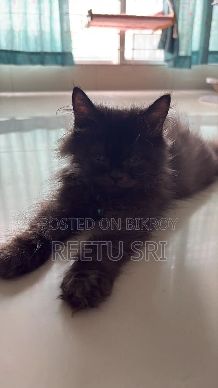 1-3 Months Male Purebred Persian