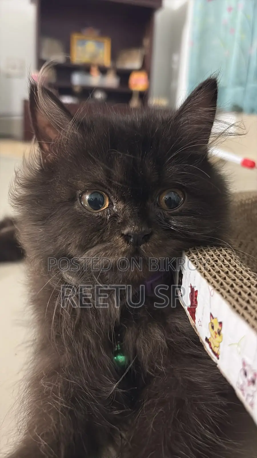 1-3 Months Male Purebred Persian