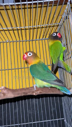 ৩ জোড়া লাভবার্ড বিক্রি হবে