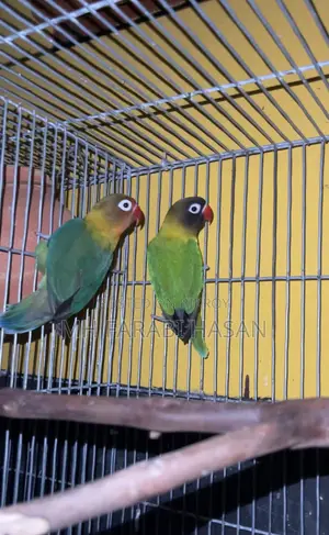৩ জোড়া লাভবার্ড বিক্রি হবে