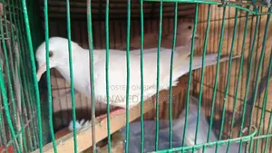 ঘুঘু পাখি (Dove)