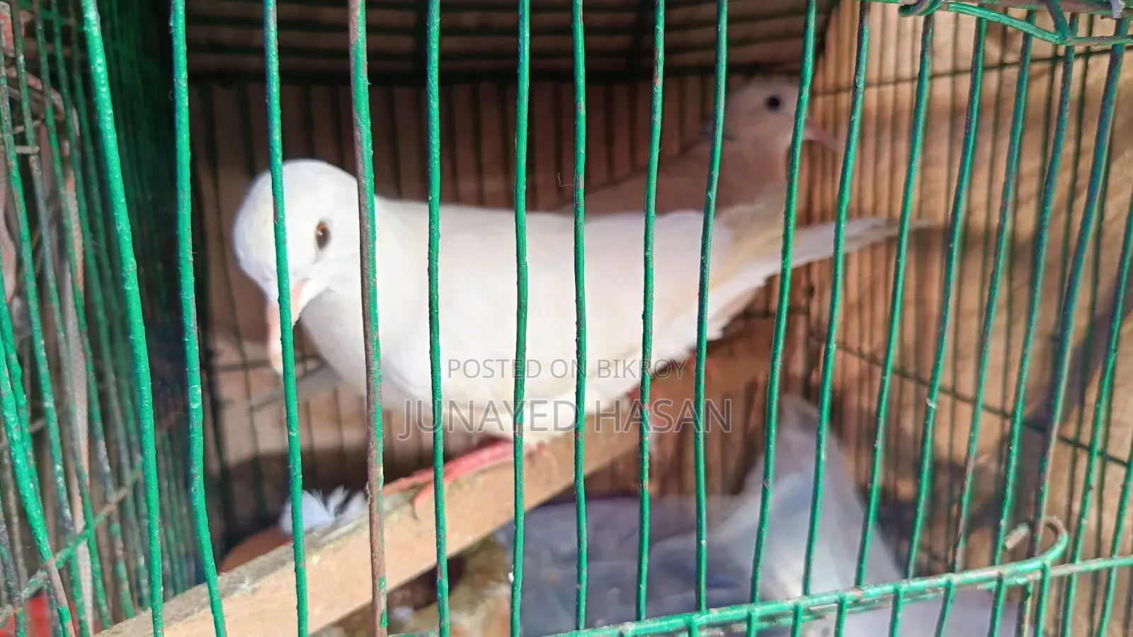 ঘুঘু পাখি (Dove)