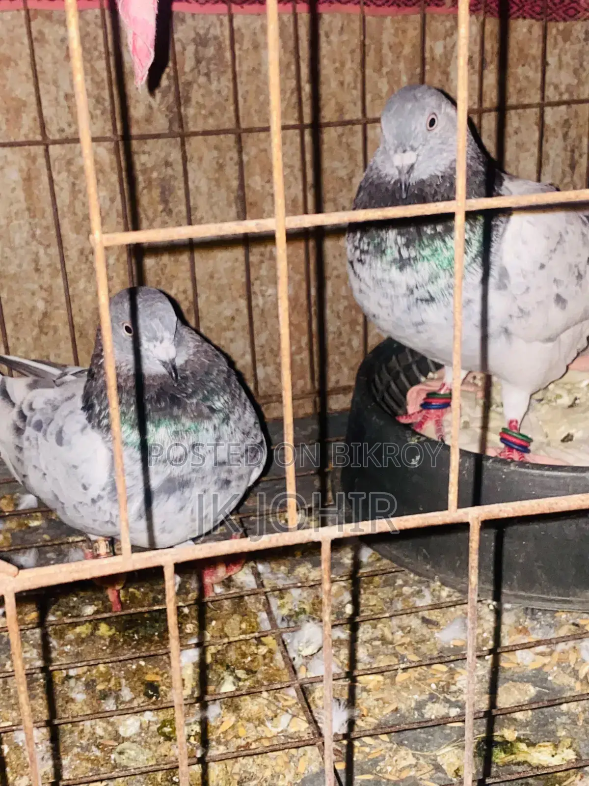 Let me know if anyone wants to take pigeons