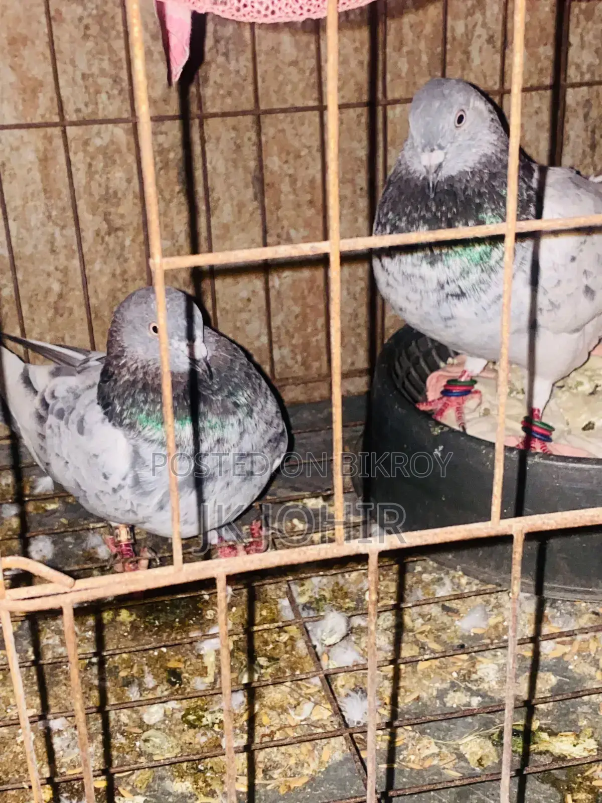Let me know if anyone wants to take pigeons