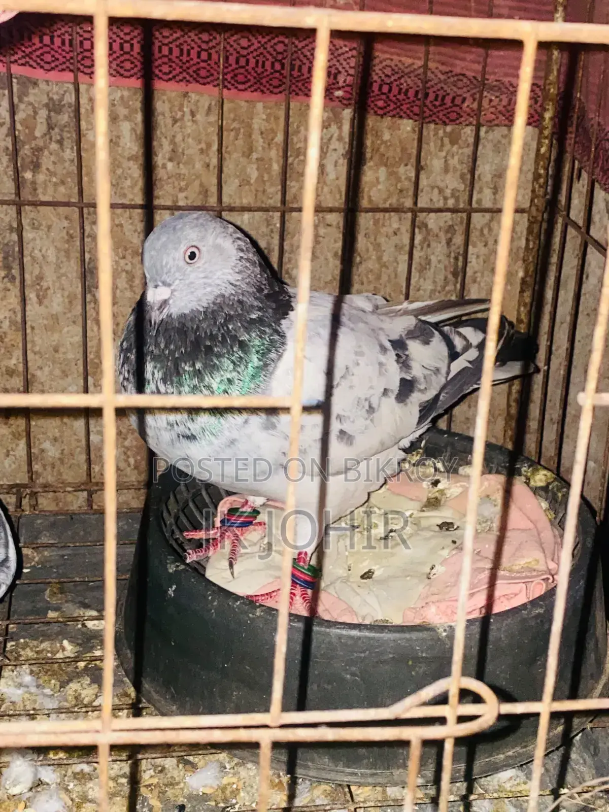 Let me know if anyone wants to take pigeons