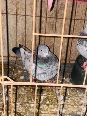 Let me know if anyone wants to take pigeons