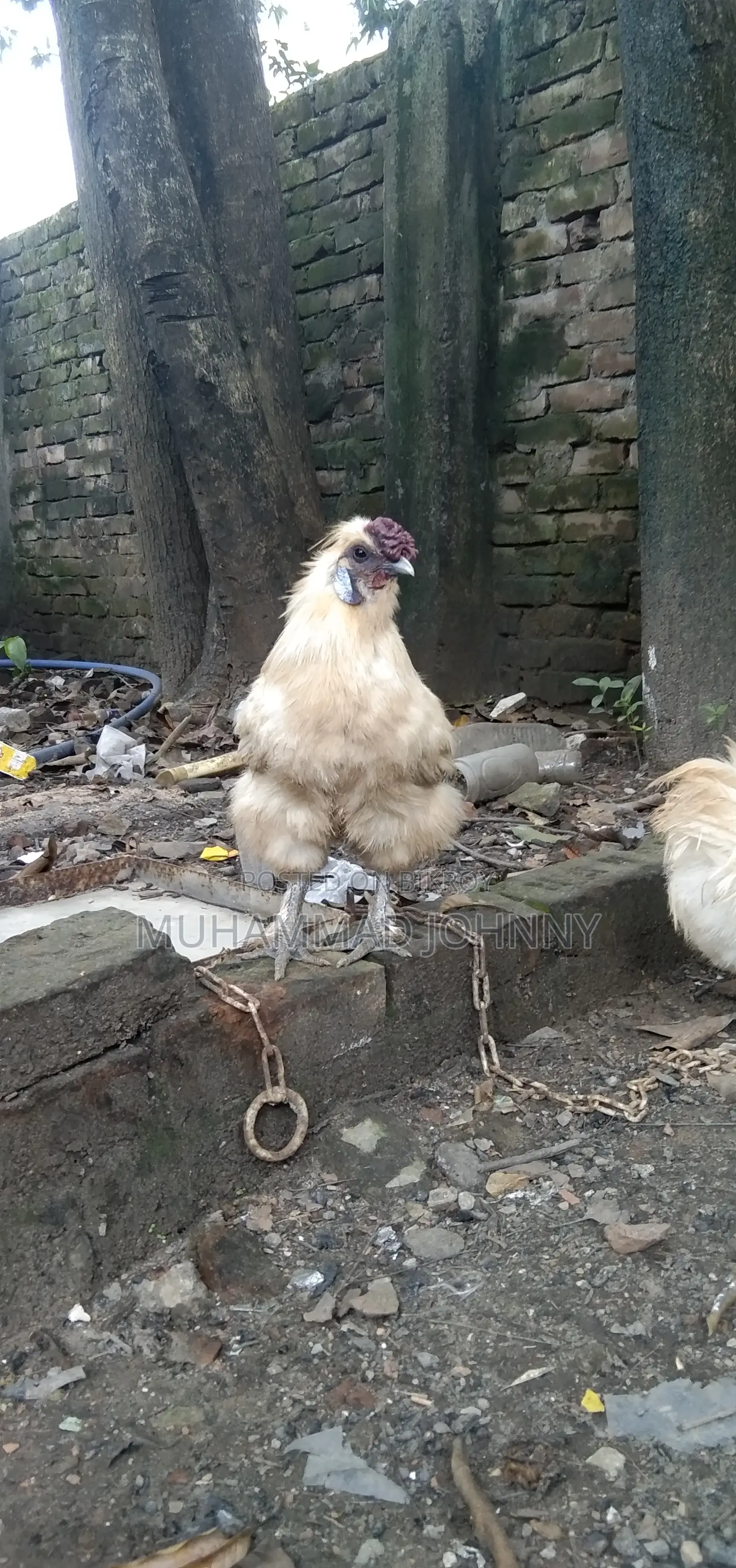Silkie Chicken