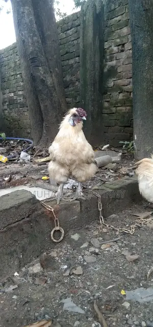Silkie Chicken
