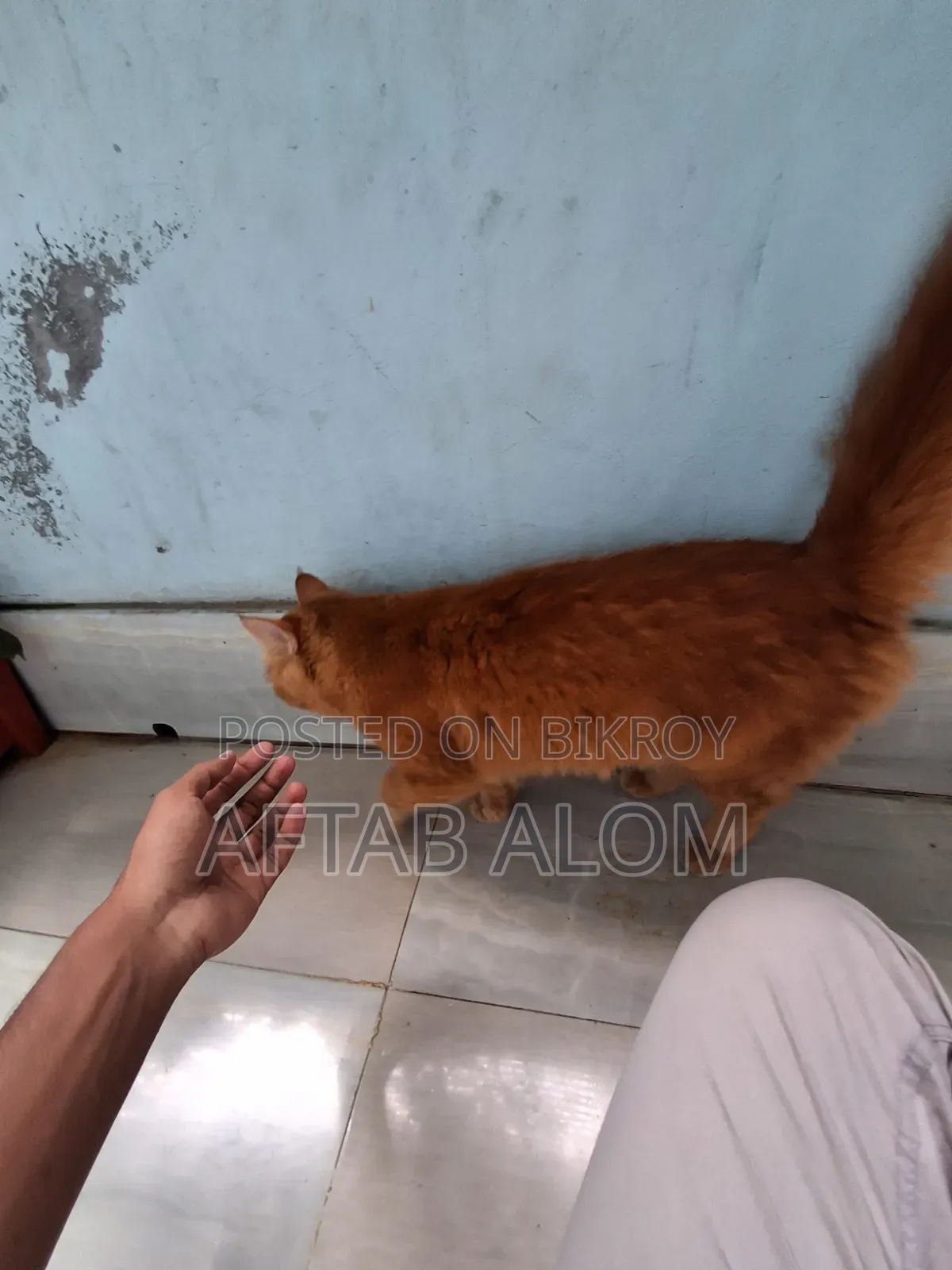1+ Year Male Purebred Persian