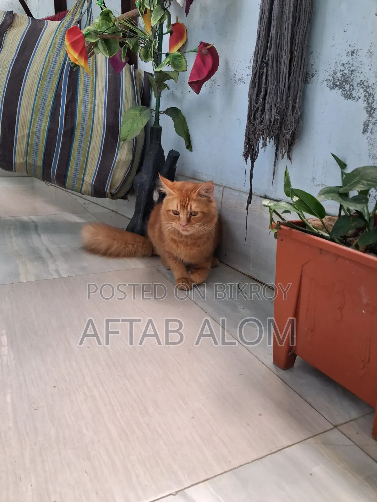 1+ Year Male Purebred Persian