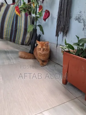 1+ Year Male Purebred Persian