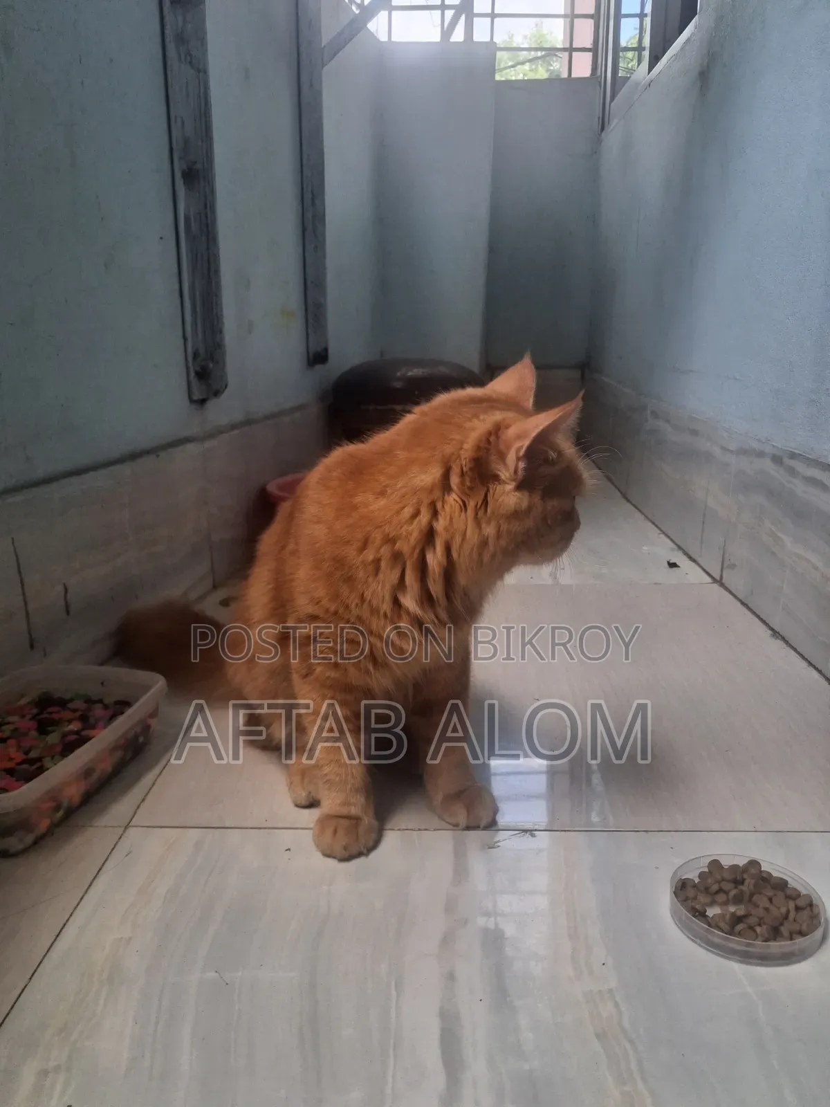 1+ Year Male Purebred Persian