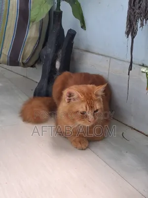 1+ Year Male Purebred Persian
