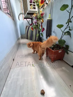 1+ Year Male Purebred Persian