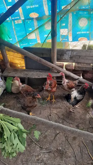 Domestic Chicken