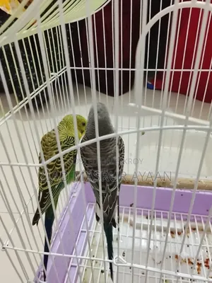 Budgerigar Bird
