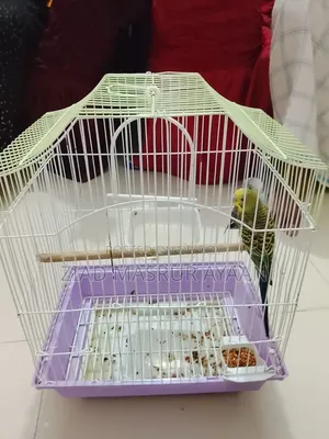 Budgerigar Bird