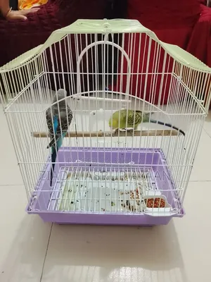 Budgerigar Bird