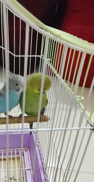 Budgerigar Bird