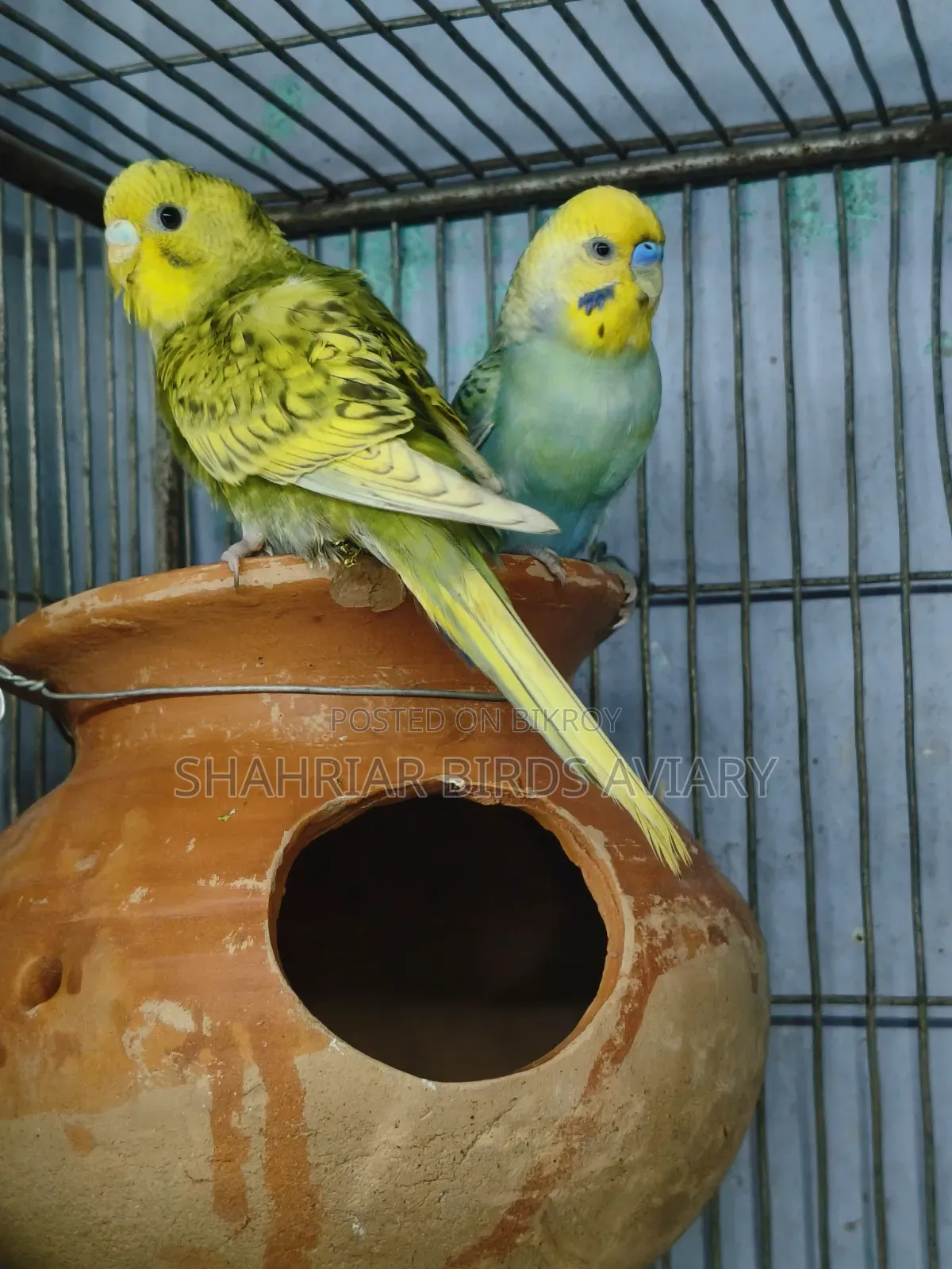 ফুল রানিং বাজরিগার পাখি
