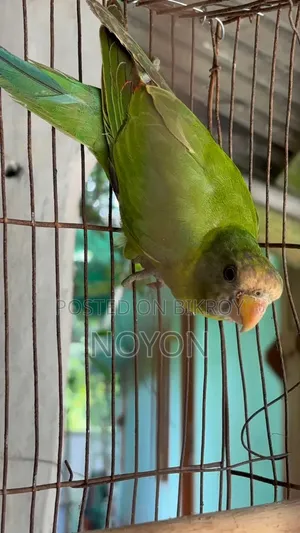 টিয়া পাখি বিক্রি