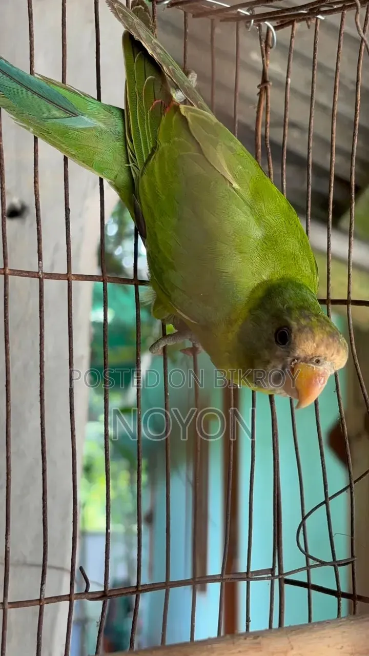 টিয়া পাখি বিক্রি