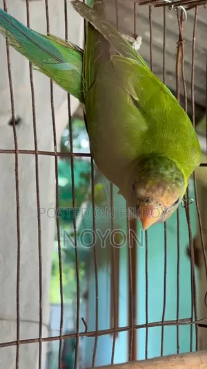 টিয়া পাখি বিক্রি