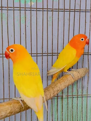 লোটিনো ফিসার অপলাইন লাভবার্ড