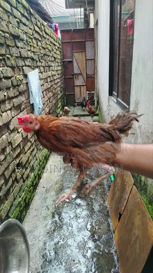 Deshi Rooster and Hen